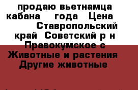 продаю вьетнамца  кабана 1.2года › Цена ­ 8 000 - Ставропольский край, Советский р-н, Правокумское с. Животные и растения » Другие животные   